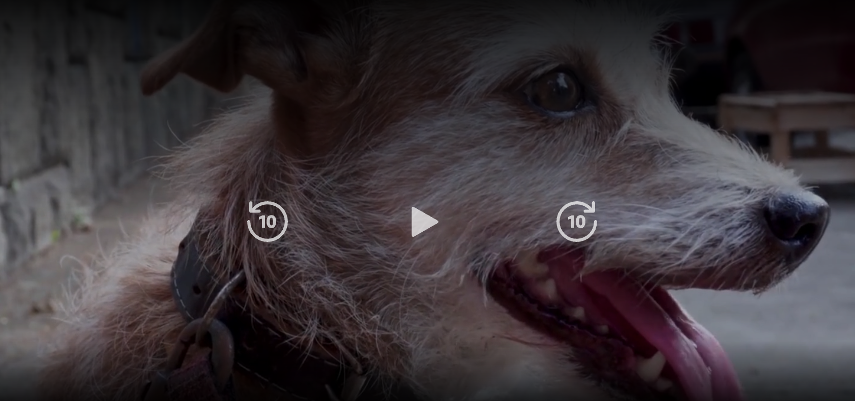 O Olho do Cão - Prime Video